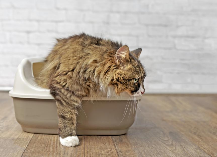 FLUTD (Feline Lower Urinary Tract Disease) PetMD